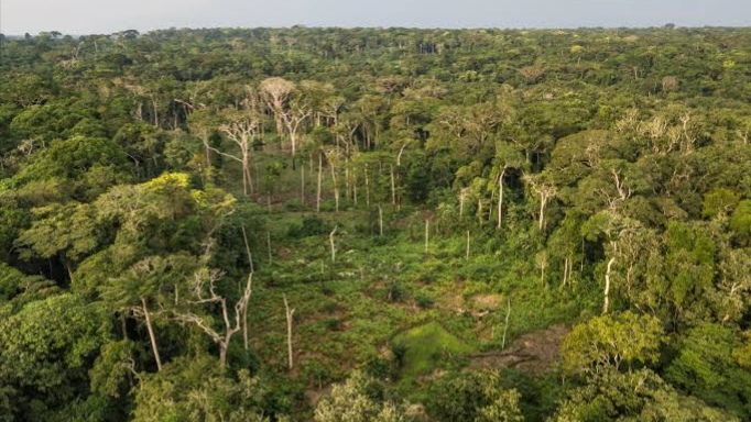 Gouvernance Forestière : Ève Bazaïba récupére 1.966.000 hectares des forêts au profit de la RDC