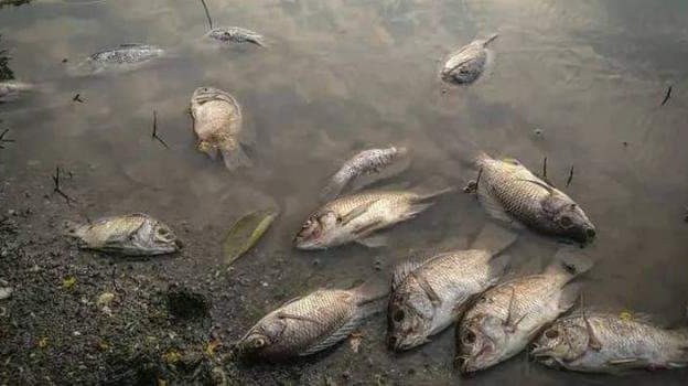 LAC-KIVU : Les poissons sans vie ramassés à Minova et Bweremana sur le lac Kivu étaient tués par un produit toxique (Enquêtes)