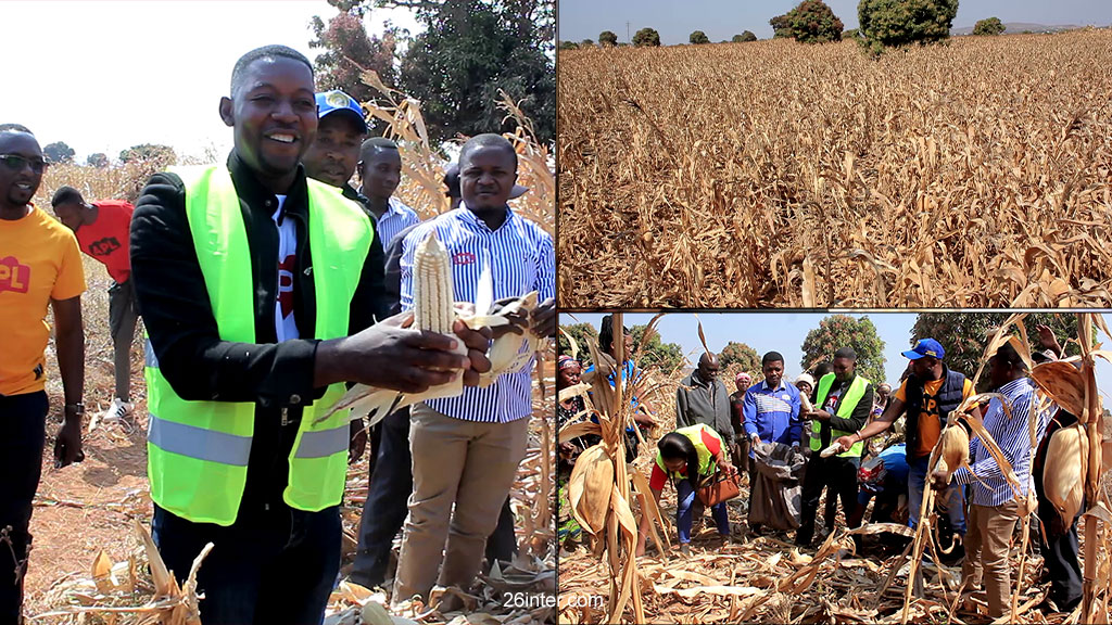 Likasi : L’honorable David Daute Katwe lance la récolte à la ferme de l’APPL